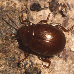 Chrysolina staphylaea Chrysolina staphylaea
